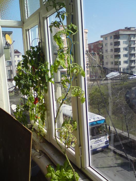 Name:  DSC00058.jpg
Views: 1139
Size:  75.3 KB