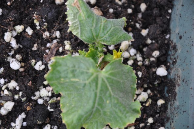 Name:  bonzai_salatalk1.jpg
Views: 2340
Size:  56.4 KB