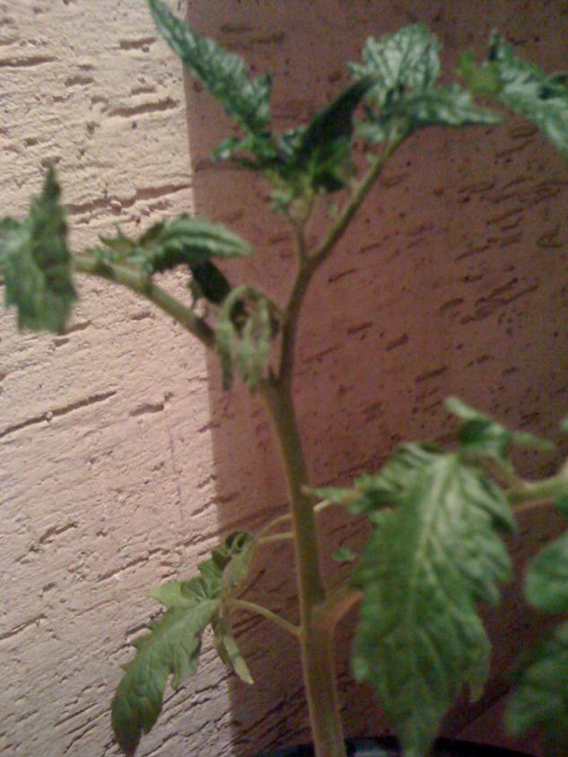 Name:  IMG_1056.jpg
Views: 1099
Size:  70.5 KB