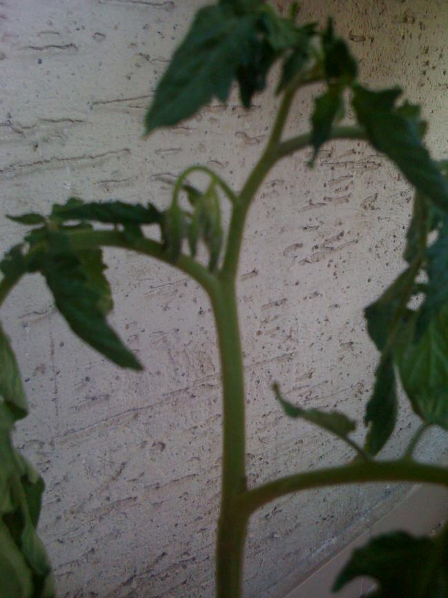 Name:  IMG_1059.jpg
Views: 1025
Size:  64.9 KB