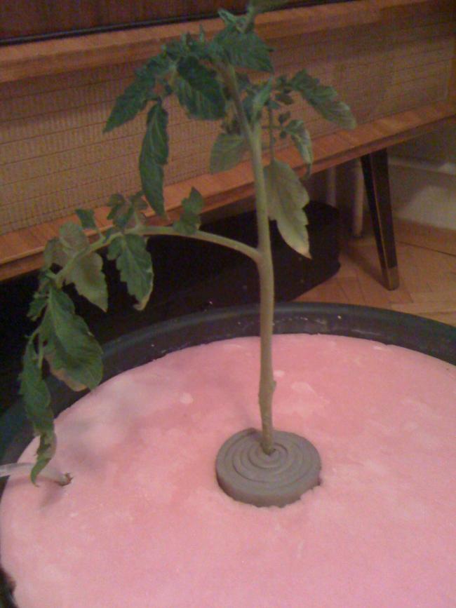 Name:  IMG_1072.jpg
Views: 942
Size:  52.4 KB