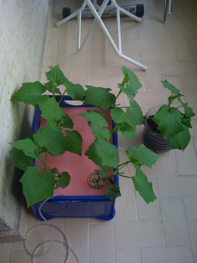 Name:  IMG_1086.jpg
Views: 657
Size:  55.1 KB