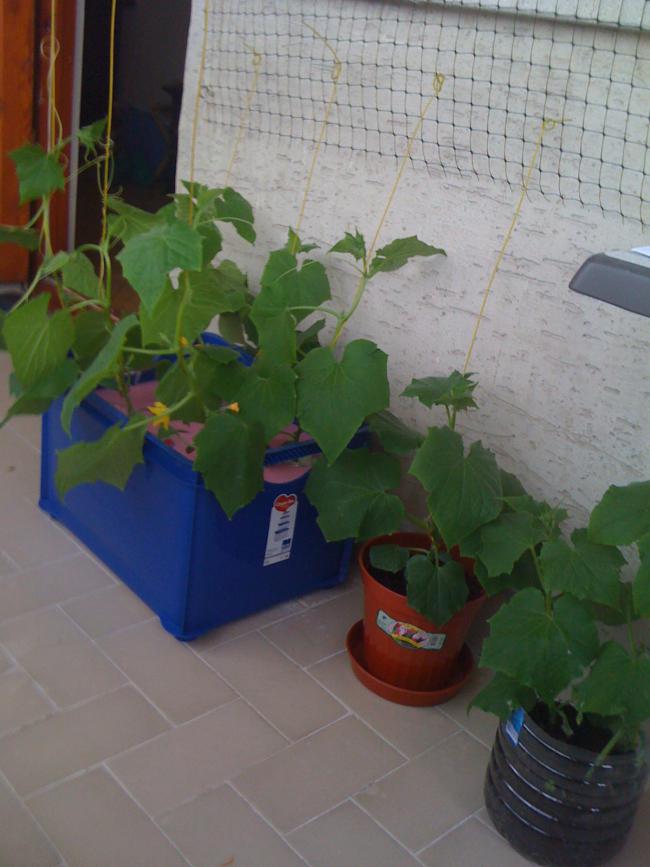 Name:  IMG_1121.jpg
Views: 567
Size:  59.9 KB