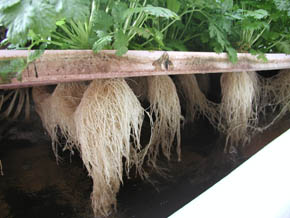 Name:  aquaponic_plants.jpg
Views: 8231
Size:  59.0 KB