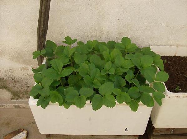 Name:  HPIM1048.jpg
Views: 2989
Size:  38.6 KB