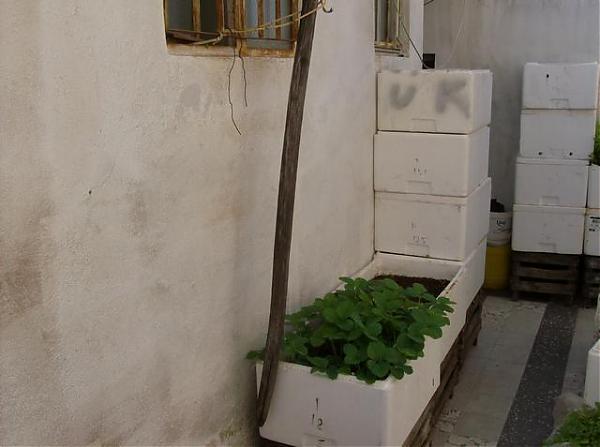 Name:  HPIM1049.jpg
Views: 3536
Size:  29.2 KB