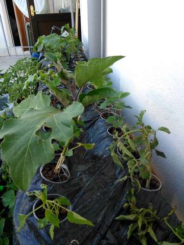 Name:  akansu 4.jpg
Views: 1685
Size:  41.9 KB