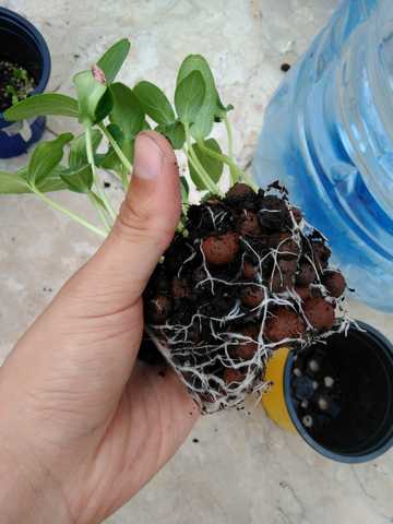 Name:  SALATALIK1.jpg
Views: 1466
Size:  34.8 KB