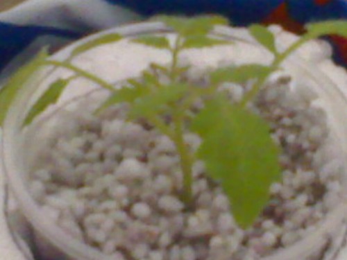 Name:  04012009360 (500 x 375)111.jpg
Views: 872
Size:  31.1 KB