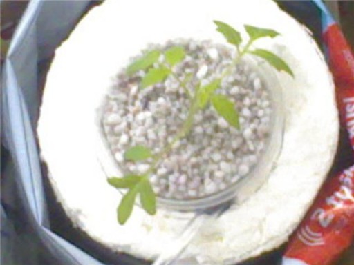 Name:  cherry2.jpg
Views: 837
Size:  35.7 KB