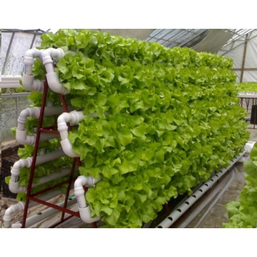 Name:  growshop- bitki lamba-hidroponik- hydroton-autopot-500x500.jpg
Views: 6510
Size:  64.5 KB