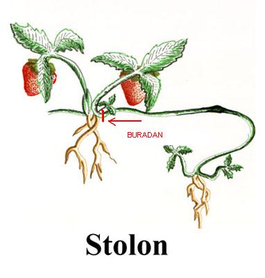Name:  stolon.JPG
Views: 6168
Size:  17.9 KB
