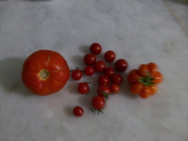 Name:  100_1177 (600 x 450).jpg
Views: 687
Size:  37.7 KB