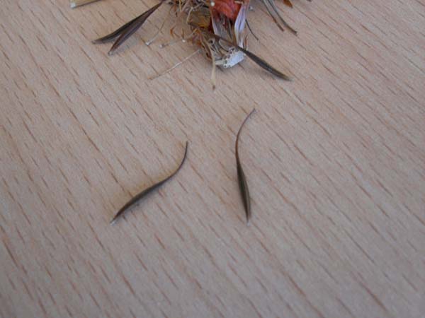 Name:  SDC10345.JPG
Views: 6270
Size:  52.6 KB