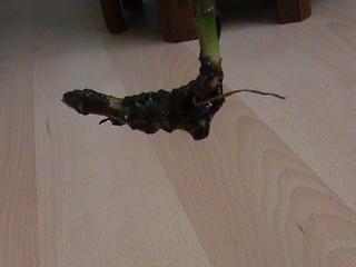 Name:  DSC00128.JPG
Views: 2391
Size:  19.3 KB