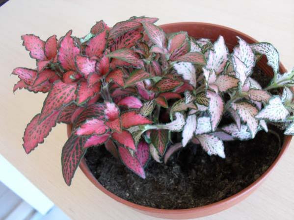 Name:  SDC10417.jpg
Views: 22636
Size:  42.7 KB