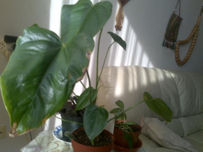 Name:  ABCD0014.jpg
Views: 3676
Size:  30.1 KB