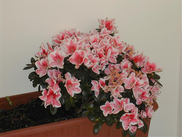 Name:  A2.jpg
Views: 21131
Size:  41.2 KB
