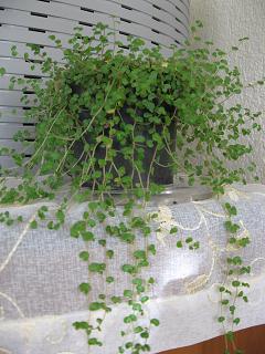 Name:  arapsa.JPG
Views: 5142
Size:  29.6 KB