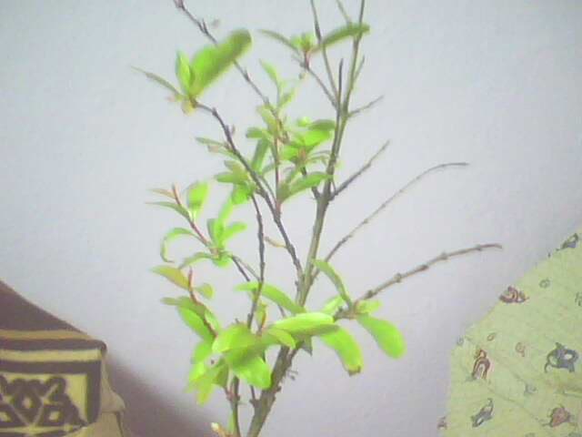 Name:  IMG0838A.jpg
Views: 4361
Size:  20.6 KB