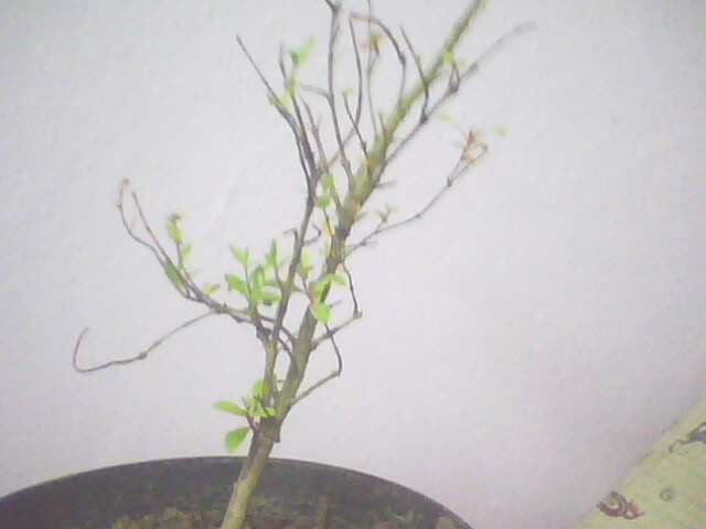 Name:  IMG0843A.jpg
Views: 4287
Size:  16.8 KB
