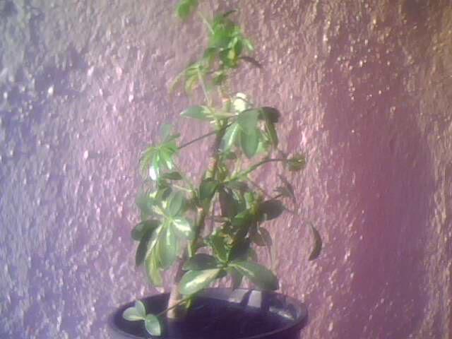 Name:  IMG0854A.jpg
Views: 5553
Size:  33.2 KB