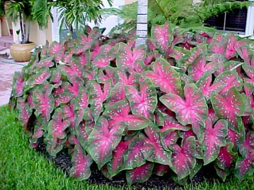 Name:  caladiummass01.jpg
Views: 7164
Size:  51.1 KB