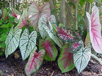 Name:  Caladiums2.jpg
Views: 7069
Size:  35.4 KB
