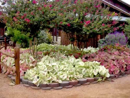Name:  Caladiums01.jpg
Views: 6277
Size:  47.2 KB