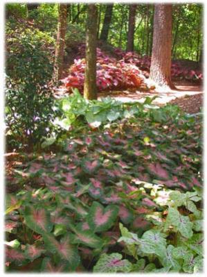Name:  Caladiums.lg.jpg
Views: 6123
Size:  32.0 KB