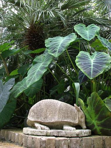 Name:  Armadillo & elephant ears.JPG
Views: 3304
Size:  69.8 KB