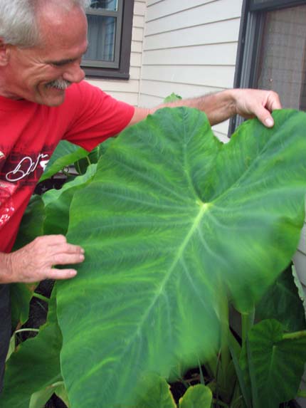 Name:  ElephantEarPlant090809.jpg
Views: 2520
Size:  57.9 KB