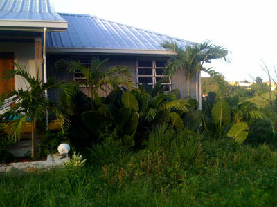 Name:  elephant_ears_growing.jpg
Views: 2295
Size:  33.1 KB