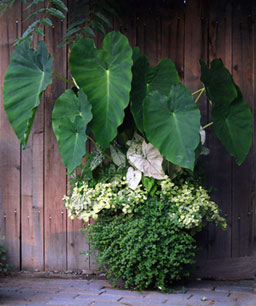 Name:  04196778-01_med.jpg
Views: 2412
Size:  25.4 KB