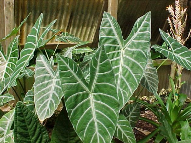 Name:  alocasia03.jpg
Views: 11954
Size:  69.6 KB