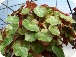 Name:  begonia-1.jpg
Views: 7336
Size:  23.6 KB