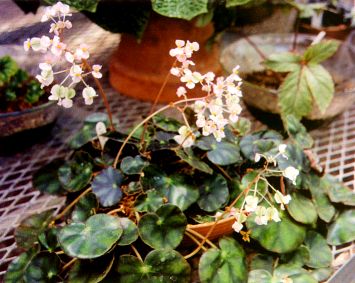 Name:  begoniahdrocotifolia-3.jpg
Views: 5485
Size:  30.0 KB