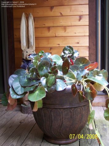 Name:  begoniahdrocotifolia.jpg
Views: 5564
Size:  35.0 KB