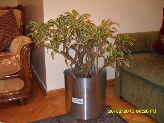 Name:  SDC11513.jpg
Views: 3399
Size:  43.6 KB