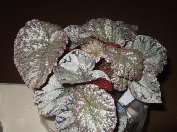 Name:  .DSCF9548.jpg
Views: 2002
Size:  44.8 KB