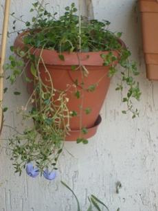 Name:  S6306505.jpg
Views: 1549
Size:  13.3 KB