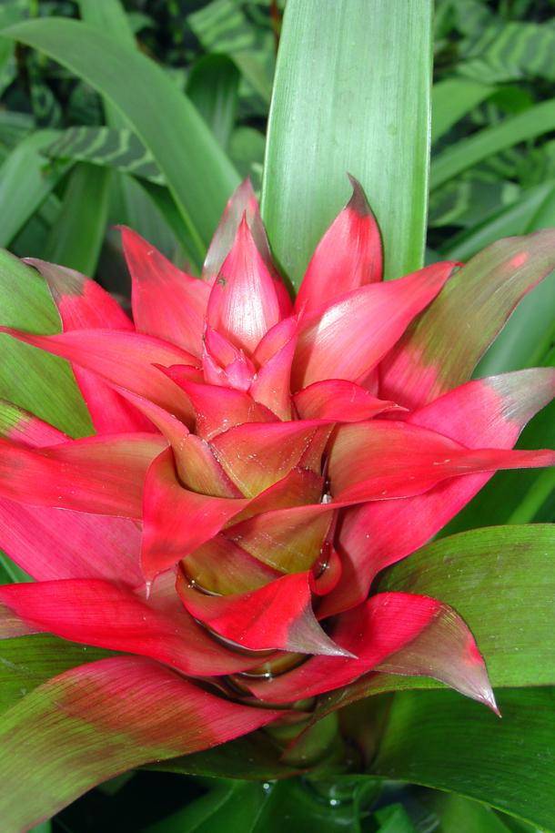 Name:  Guzmania Etude-01.jpg
Views: 5218
Size:  71.9 KB