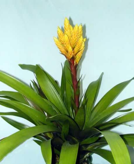 Name:  Guzmania Graaf Van Horne-05.jpg
Views: 9402
Size:  27.8 KB