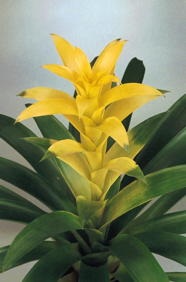 Name:  Guzmania Hilda-01.jpg
Views: 6198
Size:  66.8 KB