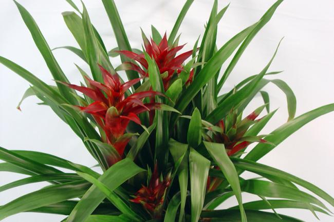 Name:  Guzmania Luna-09.jpg
Views: 5723
Size:  44.8 KB