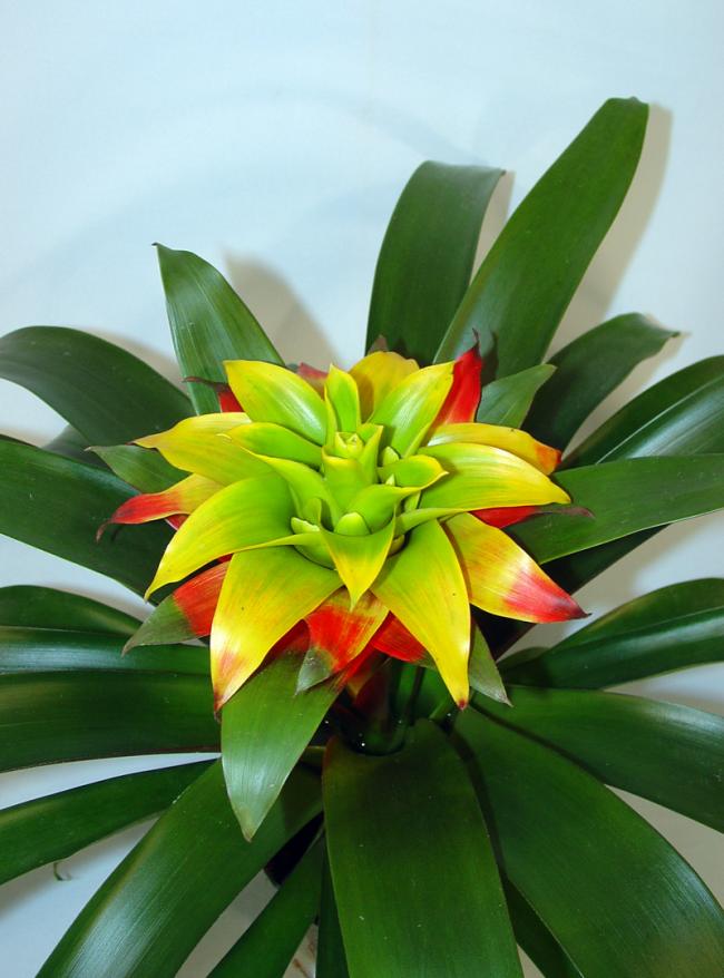 Name:  Guzmania Soledo-04.jpg
Views: 6269
Size:  59.4 KB