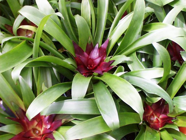 Name:  Guzmania Ultra-03.jpg
Views: 6138
Size:  56.7 KB