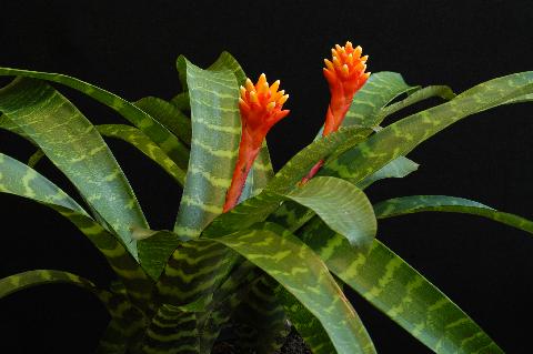 Name:  Guzmania_musaica_.jpg
Views: 7316
Size:  24.3 KB