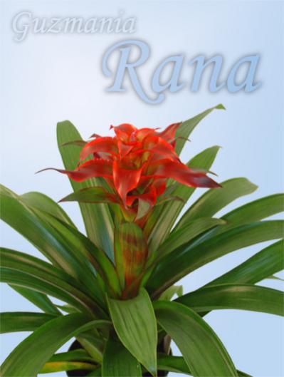Name:  GuzmaniaRana-08.jpg
Views: 4640
Size:  25.4 KB