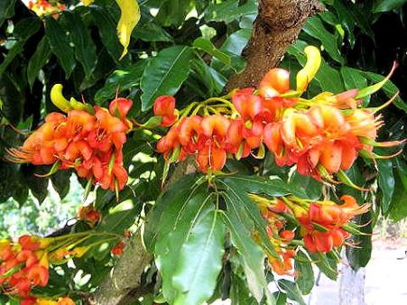 Name:  Castanospermum australe iei.JPG
Views: 7620
Size:  45.5 KB